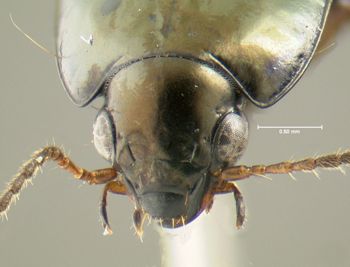 Media type: image;   Entomology 614326 Aspect: head frontal view